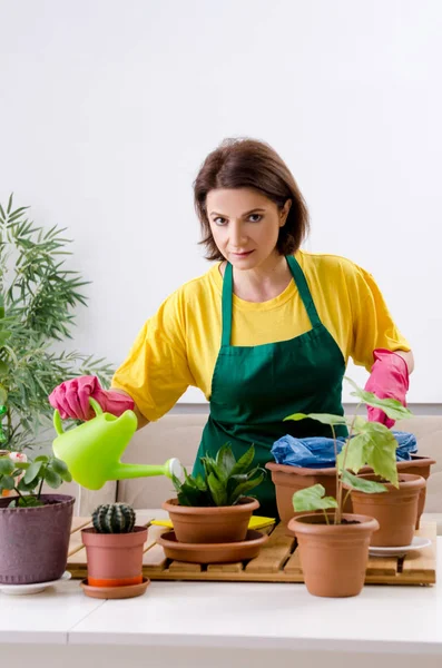 Vrouwelijke tuinman met planten binnenshuis — Stockfoto