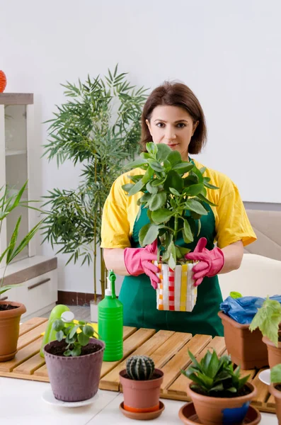 Jardineiro feminino com plantas dentro de casa — Fotografia de Stock