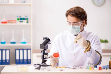 Erkek bilim adamı uyuşturucu sentezi için yılandan zehir çıkarıyor.