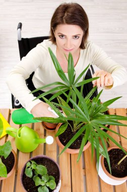 Kadın houseplants yetiştirilmesi tekerlekli sandalyede  