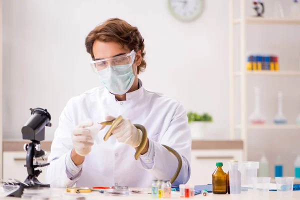 Cientista masculino extraindo veneno de cobra para síntese de drogas — Fotografia de Stock