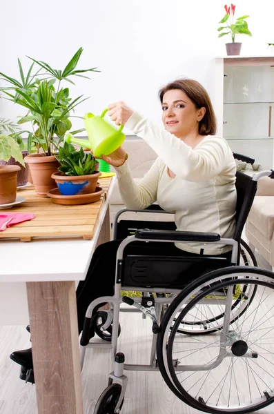 Frau im Rollstuhl kultiviert Zimmerpflanzen — Stockfoto