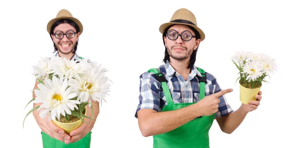 Man trädgårdsmästare med blommor på vit — Stockfoto