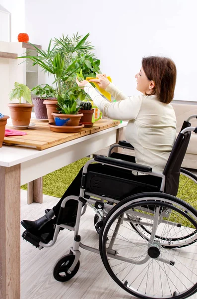 Vrouw in rolstoel cultiveren van kamerplanten — Stockfoto