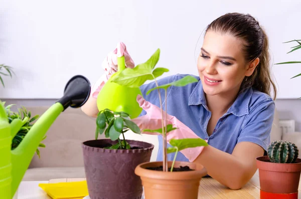 Jonge vrouwelijke tuinman met planten binnen — Stockfoto