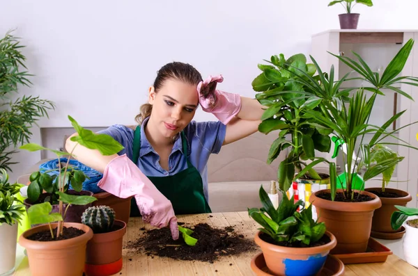 Jonge vrouwelijke tuinman met planten binnen — Stockfoto