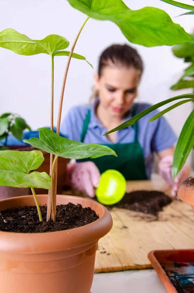 Ung kvinnlig trädgårdsmästare med växter inomhus — Stockfoto