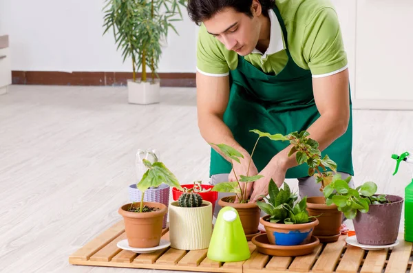 Junger Gärtner mit Pflanzen im Haus — Stockfoto