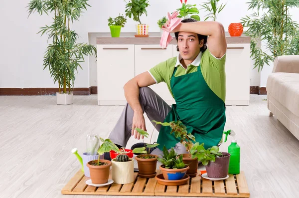 Jovem jardineiro masculino com plantas dentro de casa — Fotografia de Stock