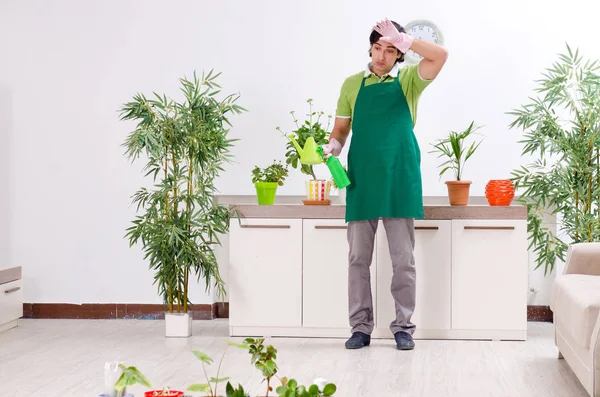 Jonge mannelijke tuinman met planten binnen — Stockfoto