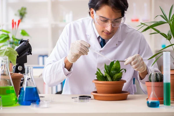 Biotechnology chemist working in lab — Stock Photo, Image