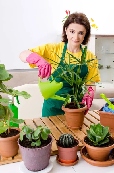 Jardineiro feminino com plantas dentro de casa — Fotografia de Stock