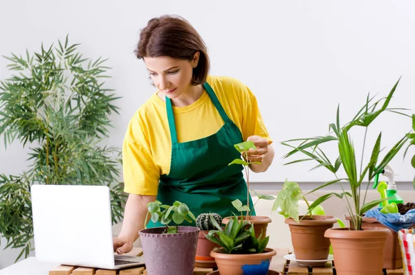 Ženské zahradník s rostlinami doma — Stock fotografie