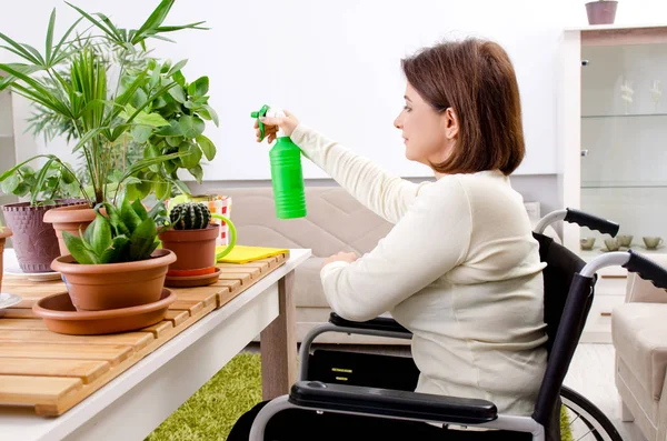 Frau im Rollstuhl kultiviert Zimmerpflanzen — Stockfoto