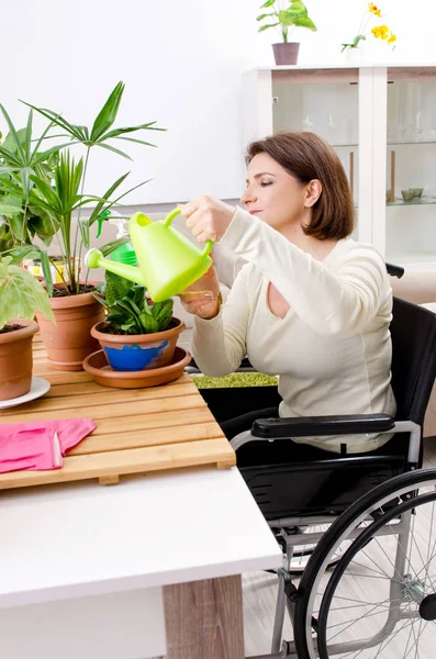 Vrouw in rolstoel cultiveren van kamerplanten — Stockfoto