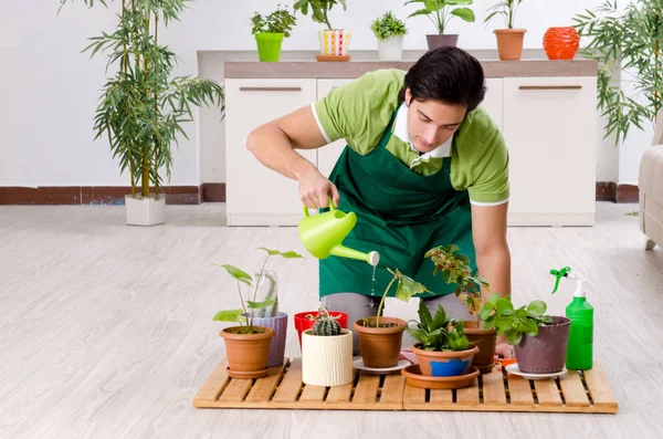 Jeune jardinier masculin avec des plantes à l'intérieur — Photo