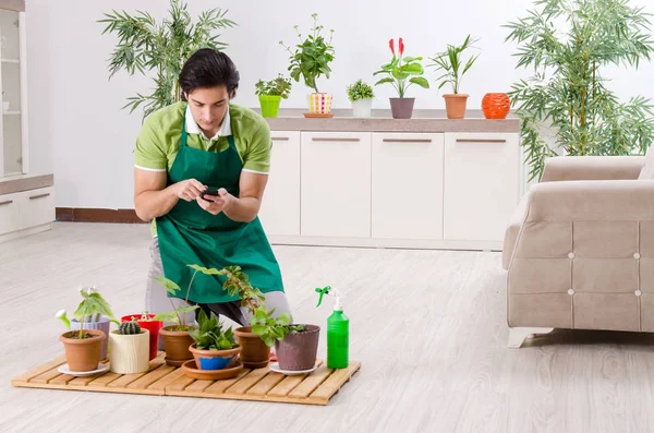 Young male gardener with plants indoors — Stock Photo, Image