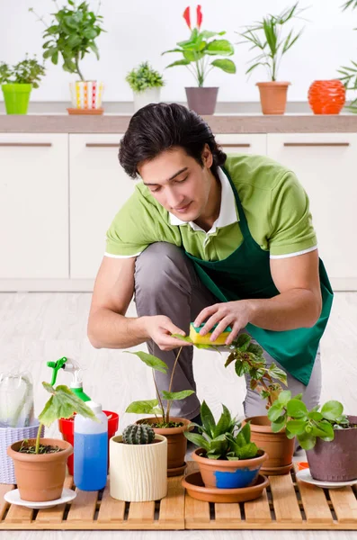 Joven jardinero masculino con plantas en el interior — Foto de Stock