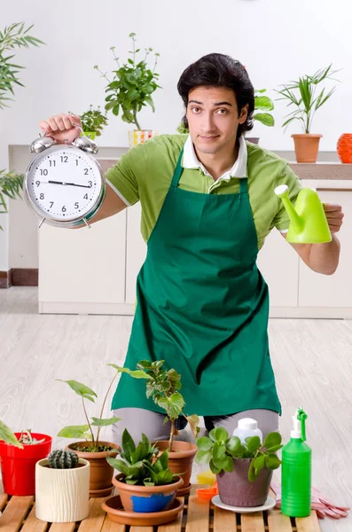 Молодой садовник с растениями в помещении — стоковое фото