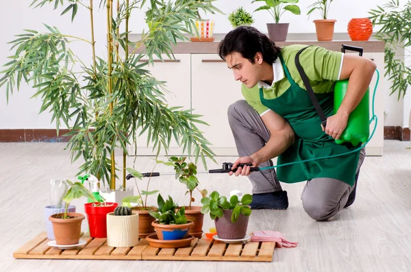 屋内に植物を持つ若い男性庭師 — ストック写真