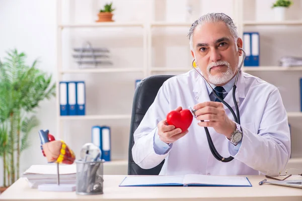 Yaşlı erkek doktor kardiyolog kalp modeli — Stok fotoğraf