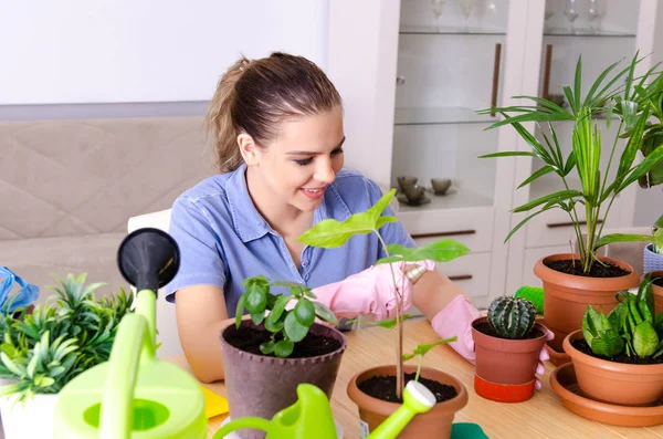 Jovem jardineiro feminino com plantas dentro de casa — Fotografia de Stock