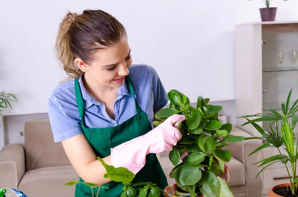 Jovem jardineiro feminino com plantas dentro de casa — Fotografia de Stock