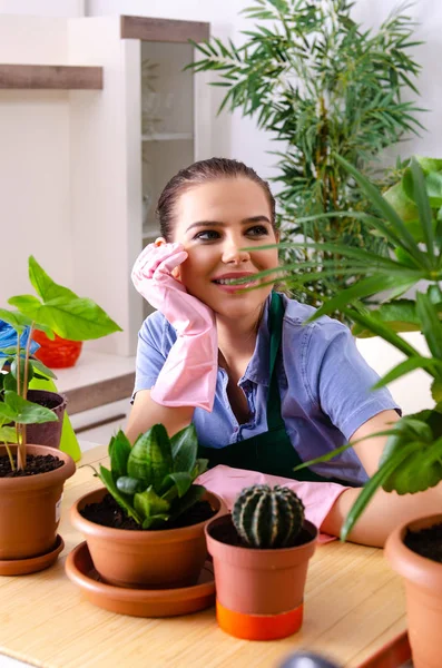 屋内に植物を持つ若い女性の庭師 — ストック写真