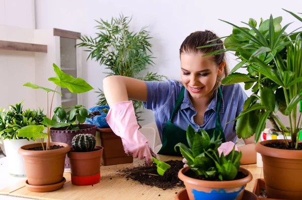 屋内に植物を持つ若い女性の庭師 — ストック写真