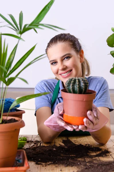 Ung kvinnelig gartner med planter innendørs – stockfoto