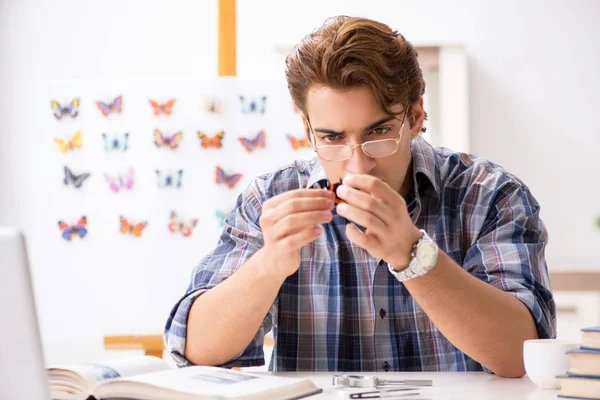 Σπουδαστής εντομολόγος μελετώντας νέα είδη πεταλούδων — Φωτογραφία Αρχείου