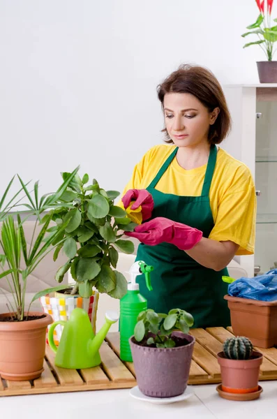 Giardiniere femminile con piante al chiuso — Foto Stock