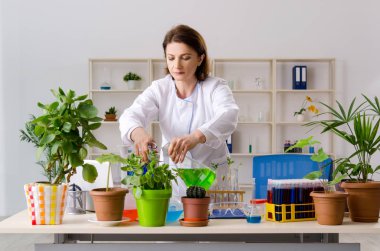 Laboratuvarda çalışan yaşlı kadın biyoteknoloji kimyageri. 