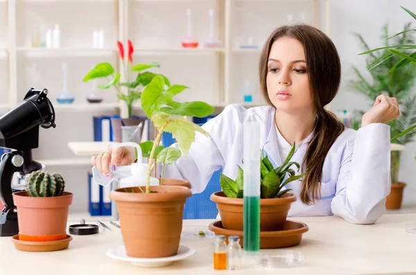 Jovem e bela biotecnologia química trabalhando no laboratório — Fotografia de Stock