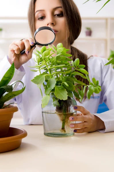 Junge schöne Biotechnologie-Chemikerin arbeitet im Labor — Stockfoto