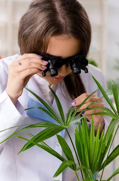 Jeune belle chimiste en biotechnologie travaillant dans le laboratoire — Photo