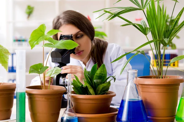 Młoda piękna chemiczka biotechnologiczna pracująca w laboratorium — Zdjęcie stockowe