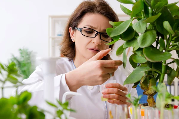 Mulher velha biotecnologia química que trabalha no laboratório — Fotografia de Stock