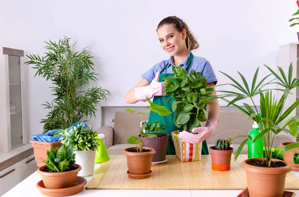 室内种植植物的年轻女园艺师 — 图库照片