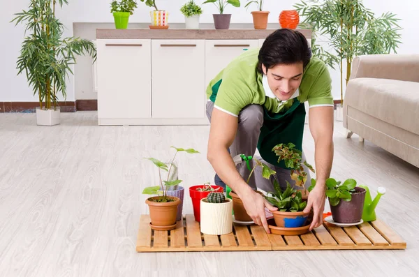 屋内に植物を持つ若い男性庭師 — ストック写真