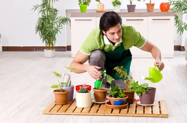 屋内に植物を持つ若い男性庭師 — ストック写真