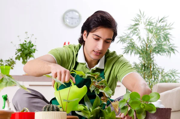 Evin içinde bitkileri olan genç bir erkek bahçıvan. — Stok fotoğraf