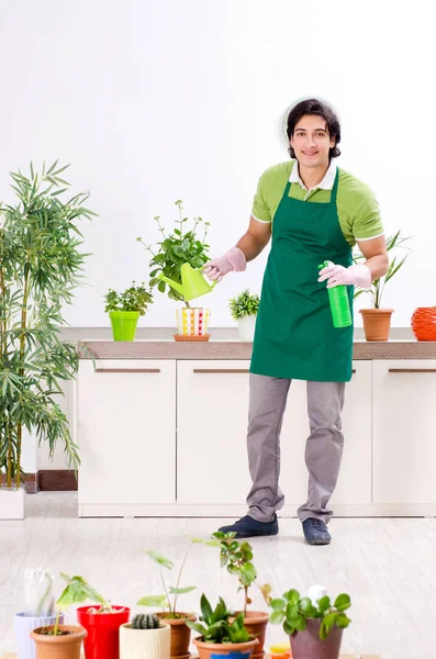 Junger Gärtner mit Pflanzen im Haus — Stockfoto