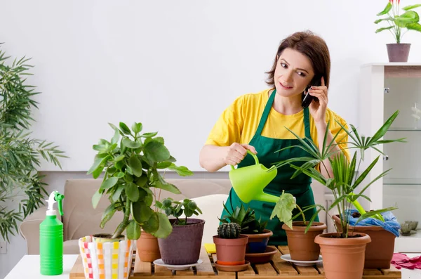 Jardinero femenino con plantas en el interior —  Fotos de Stock