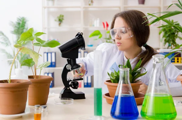 Jeune belle chimiste en biotechnologie travaillant dans le laboratoire — Photo