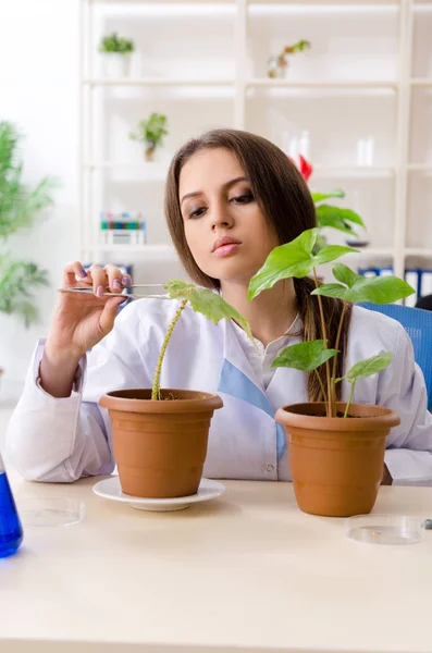 Young beautiful biotechnology chemist working in the lab — Stock Photo, Image