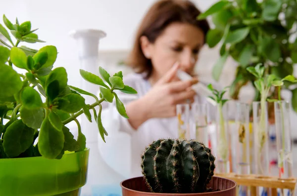 Mulher velha biotecnologia química que trabalha no laboratório — Fotografia de Stock