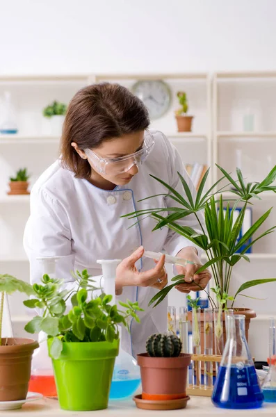 Mulher velha biotecnologia química que trabalha no laboratório — Fotografia de Stock