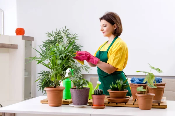 Giardiniere femminile con piante al chiuso — Foto Stock