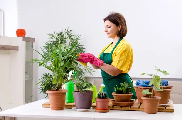 Jardineiro feminino com plantas dentro de casa — Fotografia de Stock